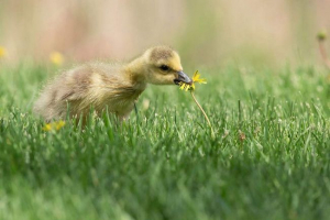 W ameryce gusanya odwołał się do policji
